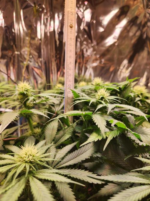 Cream Caramel. Week 10