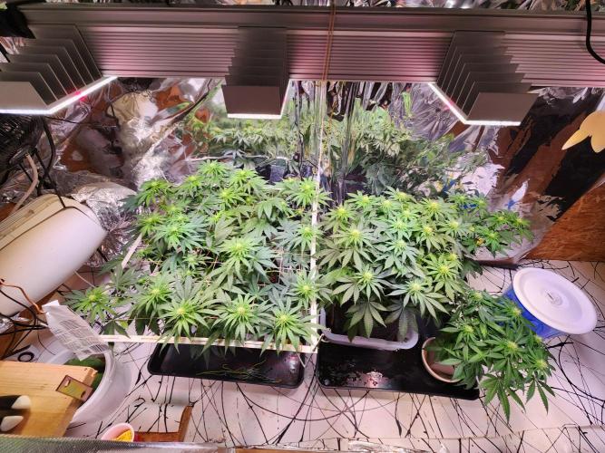 Cream Caramel. Week 10