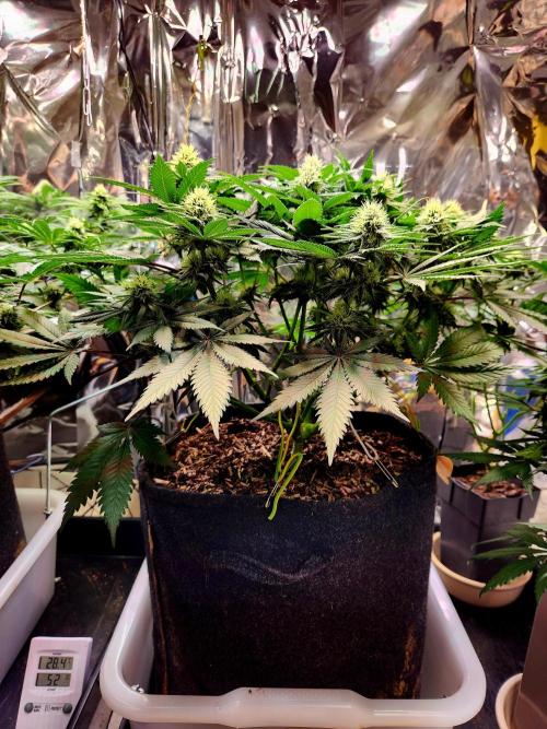 Cream Caramel. Week 11