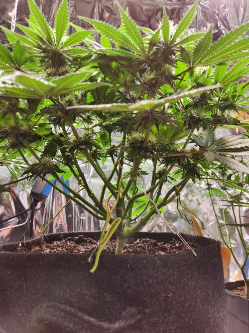 Cream Caramel. Week 11