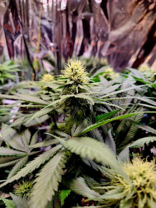 Cream Caramel. Week 11