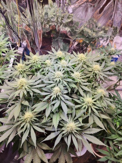 Cream Caramel. Week 11