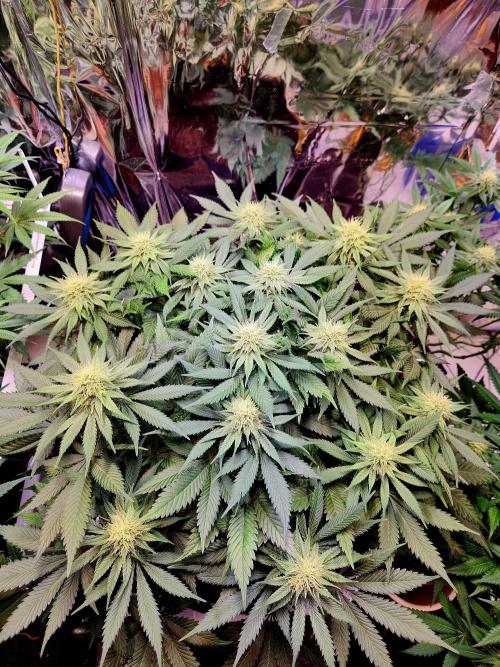 Cream Caramel. Week 11