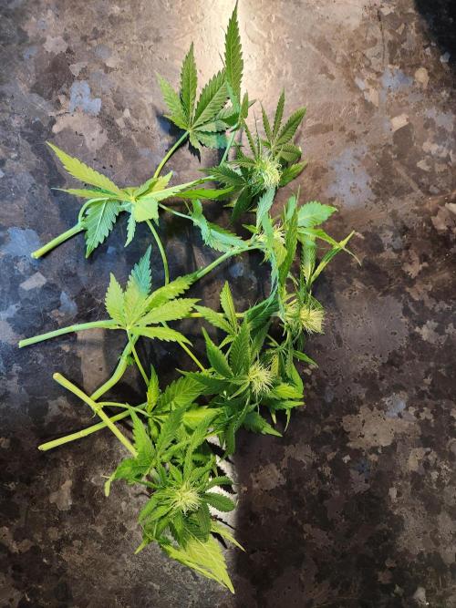 Cream Caramel. Week 11