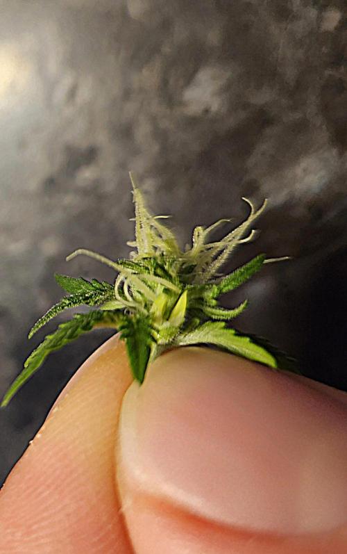 Cream Caramel. Week 11