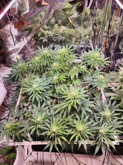 Cherry High. Week 11