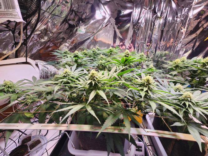 Cherry High. Week 11