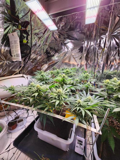 Cherry High. Week 11