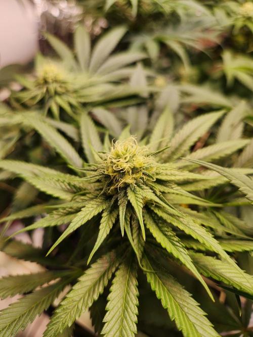 Cherry High. Week 11