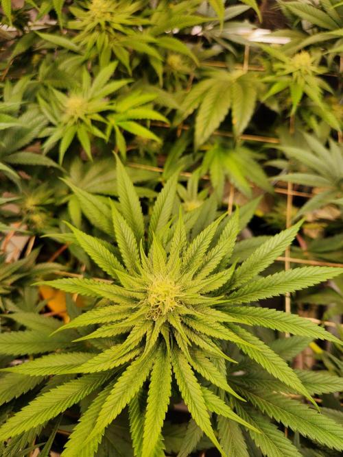 Cherry High. Week 11