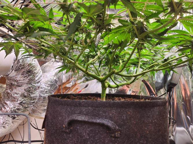 Cherry High. Week 11