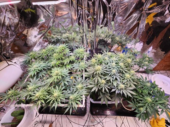 Cherry High. Week 11