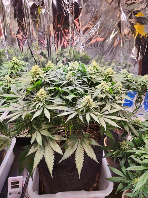 Cream Caramel. Week 12