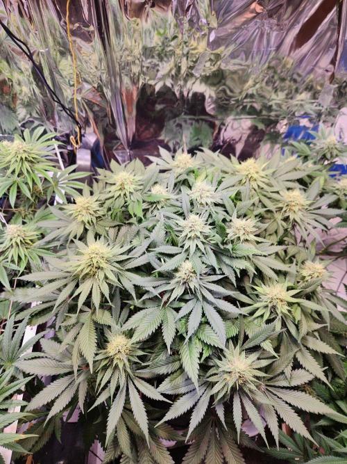 Cream Caramel. Week 12