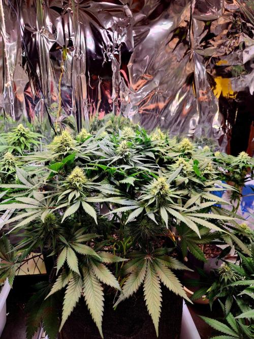 Cream Caramel. Week 12