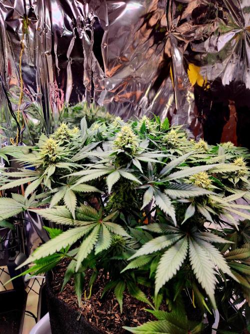 Cream Caramel. Week 12