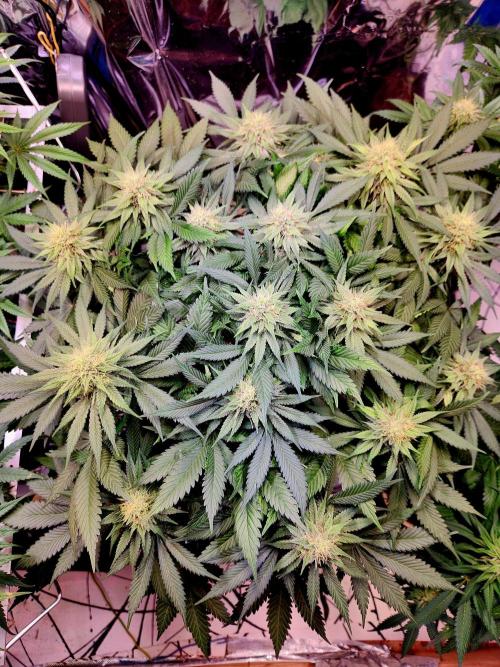 Cream Caramel. Week 12