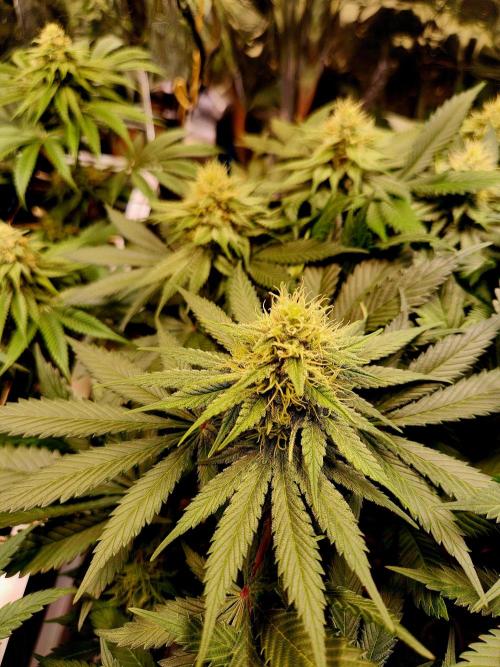 Cream Caramel. Week 12