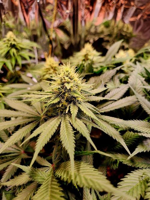 Cream Caramel. Week 12