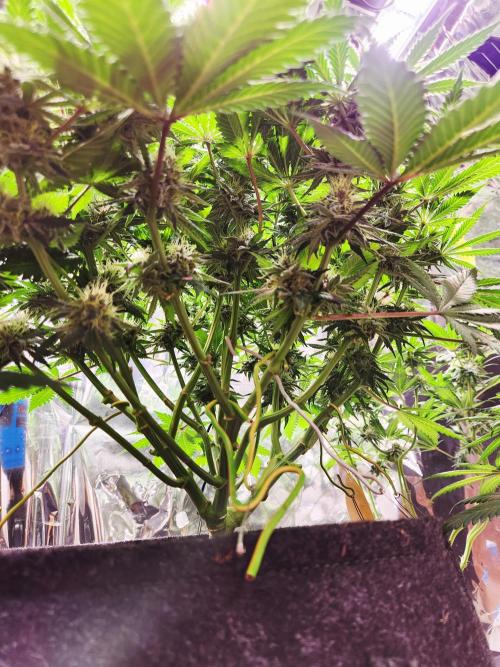 Cream Caramel. Week 12