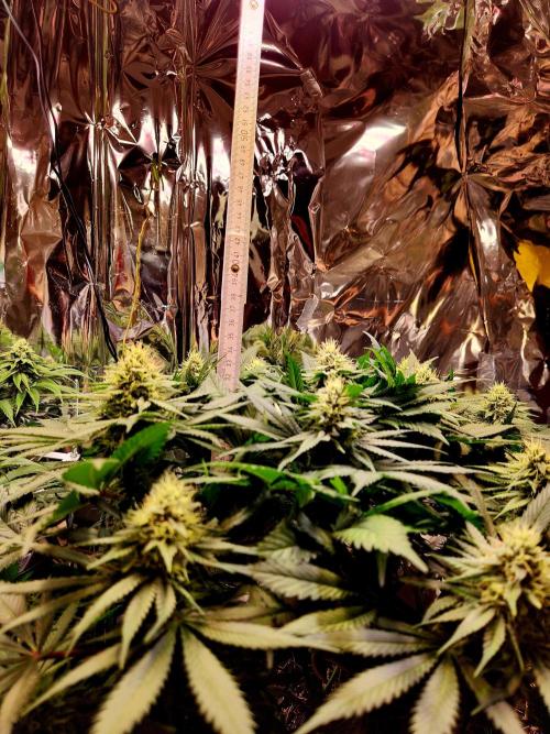 Cream Caramel. Week 12