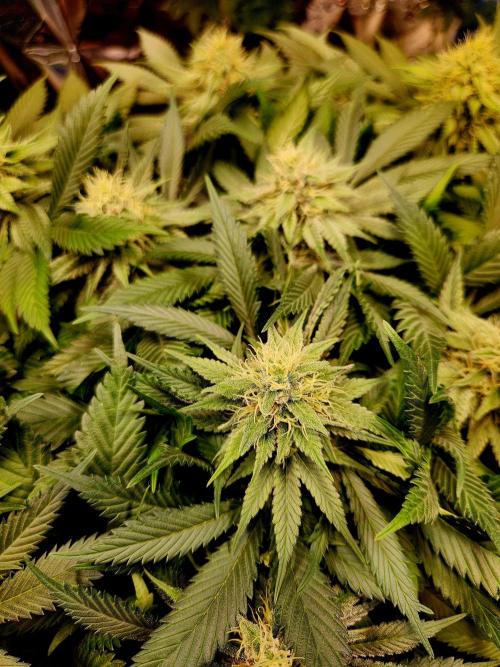 Cream Caramel. Week 12