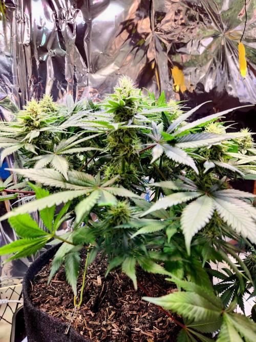 Cream Caramel. Week 12