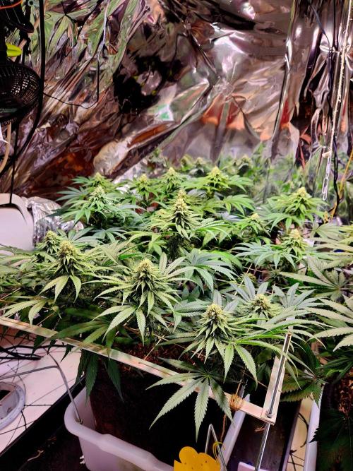 Cherry High. Week 12