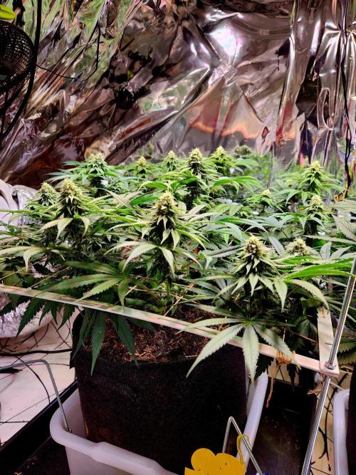 Cherry High. Week 12