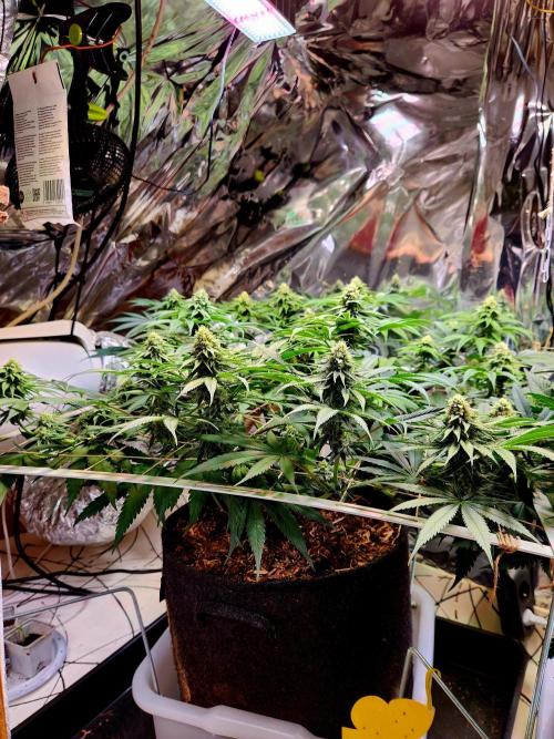 Cherry High. Week 12