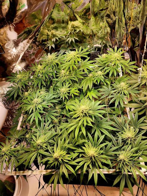 Cherry High. Week 12