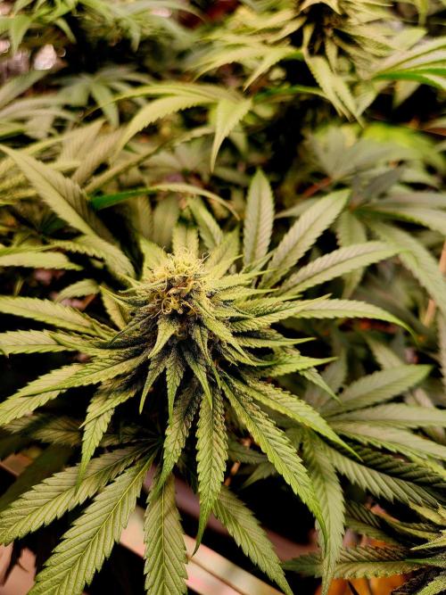 Cherry High. Week 12