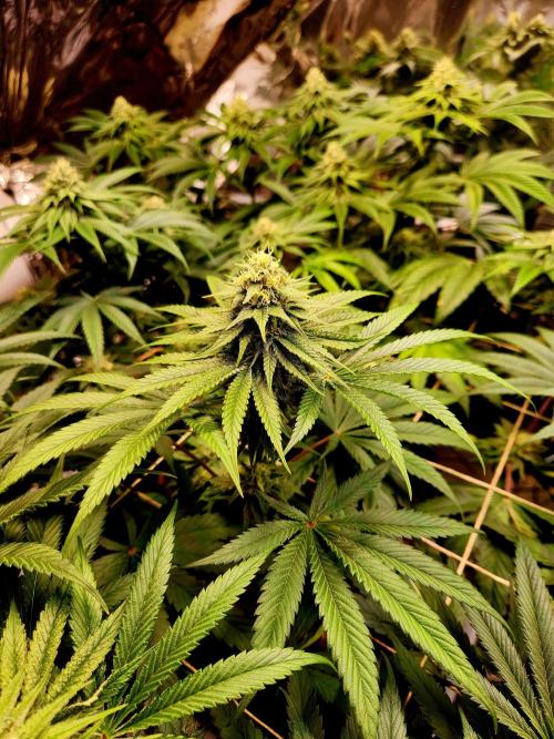 Cherry High. Week 12