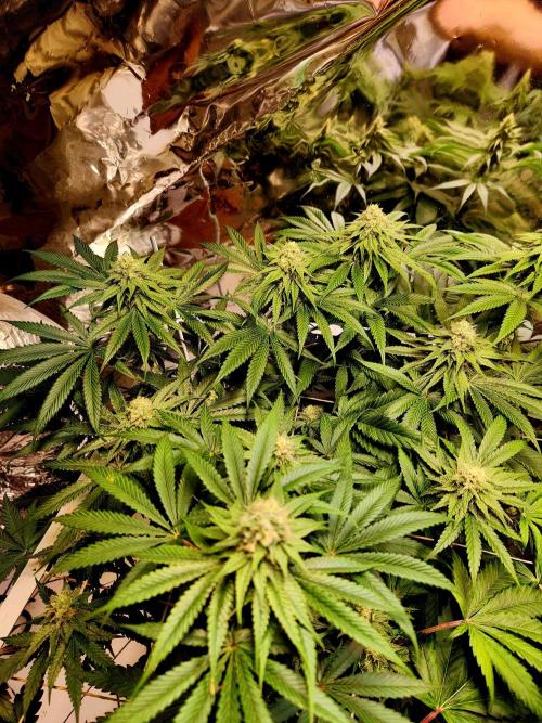 Cherry High. Week 12