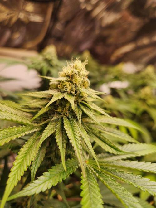 Cherry High. Week 12