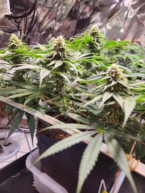 Cherry High. Week 12