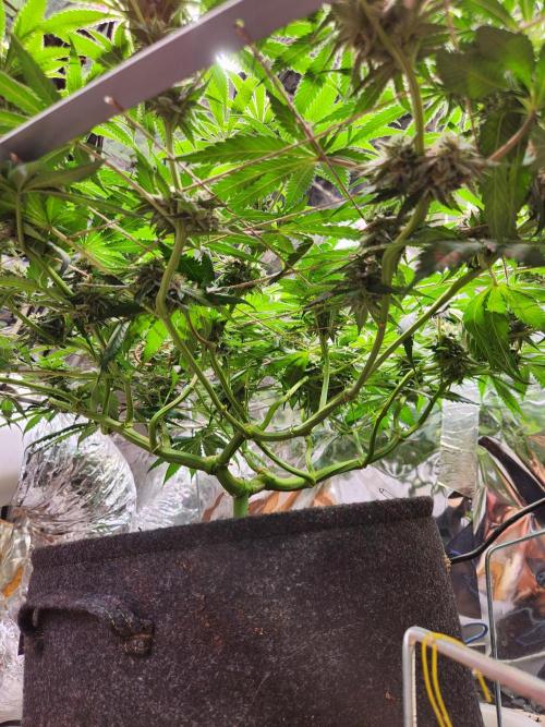 Cherry High. Week 12