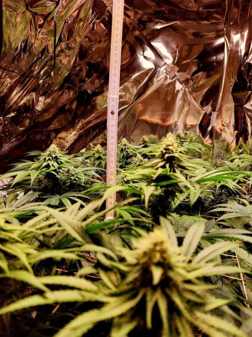 Cherry High. Week 12