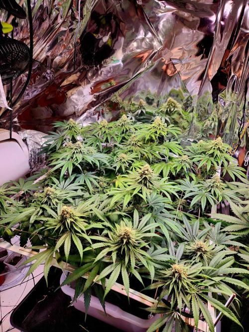 Cherry High. Week 13