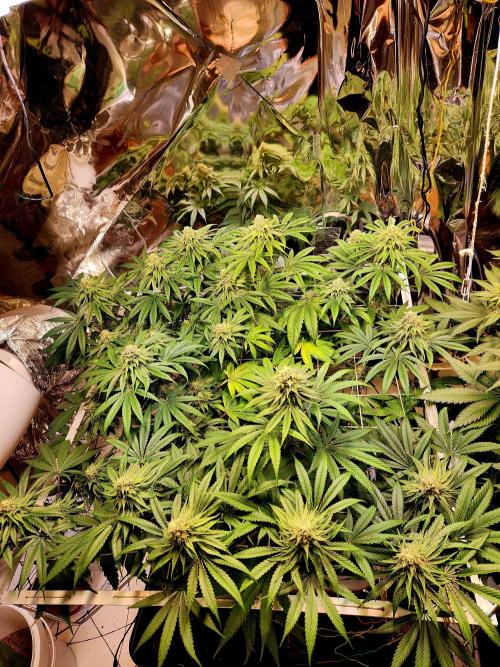 Cherry High. Week 13