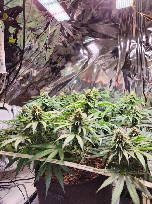 Cherry High. Week 13