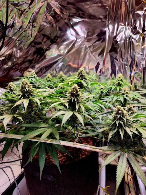 Cherry High. Week 13