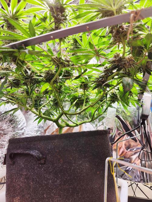 Cherry High. Week 13