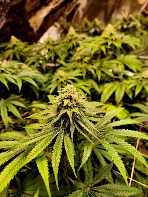 Cherry High. Week 13