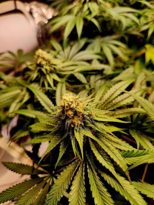 Cherry High. Week 13