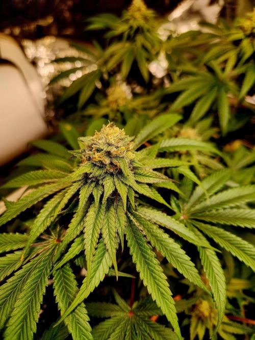 Cherry High. Week 13