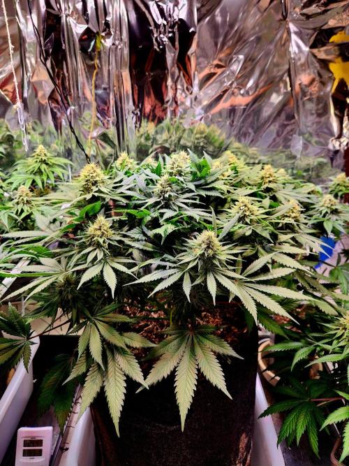 Cream Caramel. Week 13