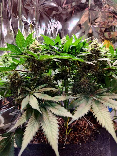 Cream Caramel. Week 13