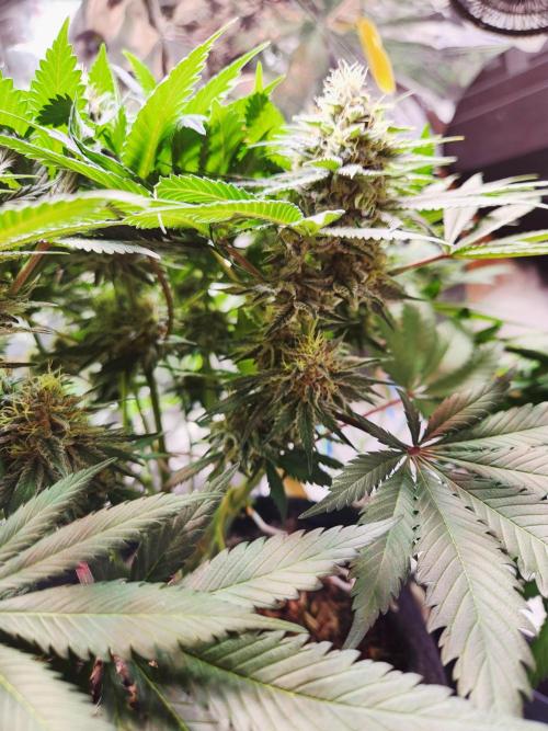 Cream Caramel. Week 13