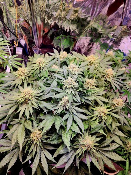 Cream Caramel. Week 13